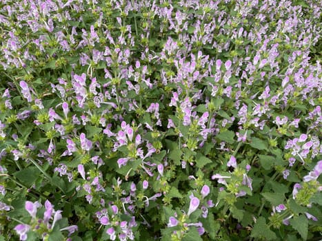 Gargano nettle,Lamium garganicum is a medicinal plant with purple flowers and is used in medicine as a medicine. Gargano dead nettle,Lamium garganicum is a medicinal plant with purple flowers and is used in medicine as a medicine.