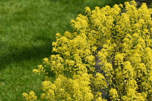 Faerberwaid,Isatis tinctoria is a faerber plant and is used in medicine as a medicine. Dyer woad,Isatis tinctoria is a dye plant and is used in medicine as a medicinal product