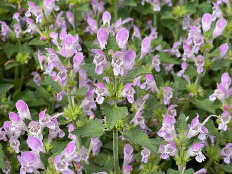 Gargano nettle,Lamium garganicum is a medicinal plant with purple flowers and is used in medicine as a medicine. Gargano dead nettle,Lamium garganicum is a medicinal plant with purple flowers and is used in medicine as a medicine.