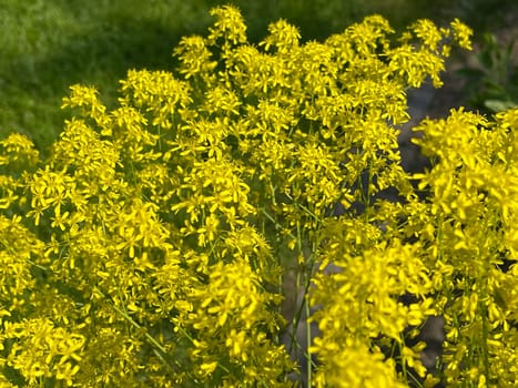 Faerberwaid,Isatis tinctoria is a faerber plant and is used in medicine as a medicine. Dyer woad,Isatis tinctoria is a dye plant and is used in medicine as a medicinal product