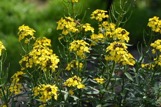 Gold lacquer,Cheiranthus,Cheiri is a medicinal plant with yellow flowers and is used in medicine as a medicine. Gold lacquer,Cheiranthus,Cheiri is a medicinal plant with yellow flowers and is used in medicine as a medicine.