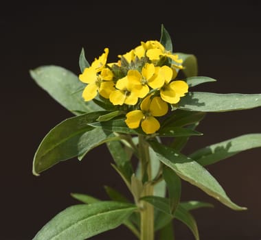 Gold lacquer,Cheiranthus,Cheiri is a medicinal plant with yellow flowers and is used in medicine as a medicine. Gold lacquer,Cheiranthus,Cheiri is a medicinal plant with yellow flowers and is used in medicine as a medicine.