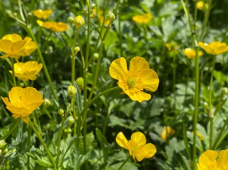 Buttercup Ranunculus acris,is a medicinal plant and a poisonous plant. It occurs wild in meadows and has beautiful yellow flowers. Ranunculus acris is a medicinal plant and a poisonous plant. It occurs wild on meadows and has beautiful yellow flowers.