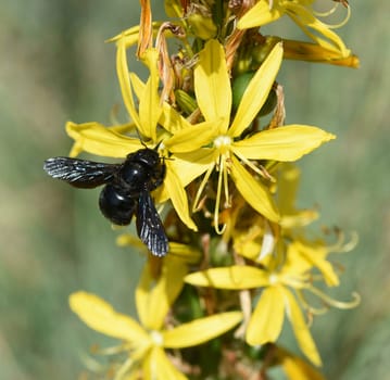 The Yellow Affodill is a species of flowering plant in the genus Junkerlilies. The yellow asphodel,formerly also called goldroot,is a species of plant from the genus of the junker lilies.