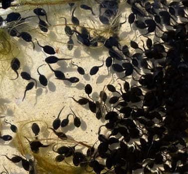 Tadpoles are post-embryonic stages of development – the larvae – of the frog. Tadpoles are postembryonic developmental stages - the larvae - of the anuran.