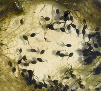 Tadpoles are post-embryonic stages of development – the larvae – of the frog. Tadpoles are postembryonic developmental stages - the larvae - of the anuran.