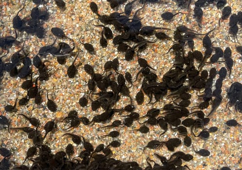 Tadpoles are post-embryonic stages of development – the larvae – of the frog. Tadpoles are postembryonic developmental stages - the larvae - of the anuran.