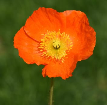 Icelandic poppy,Papaver nudicaule is a flower with beautiful colorful flowers. Icelandic poppy,Papaver nudicaule is a flower with beautiful variegated flowers.