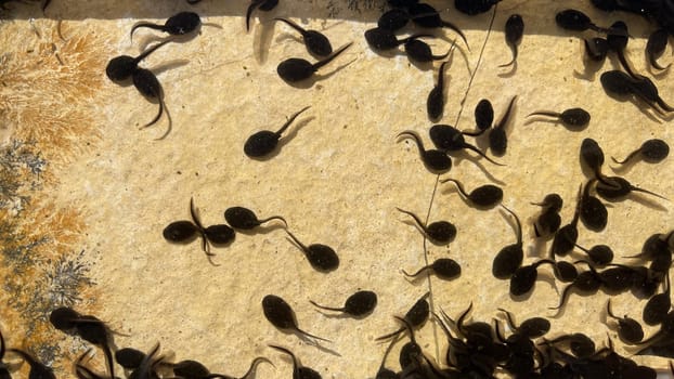 Tadpoles are post-embryonic stages of development – the larvae – of the frog. Tadpoles are postembryonic developmental stages - the larvae - of the anuran.