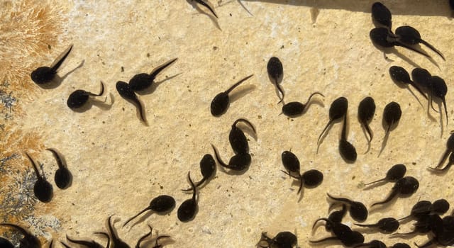 Tadpoles are post-embryonic stages of development – the larvae – of the frog. Tadpoles are postembryonic developmental stages - the larvae - of the anuran.