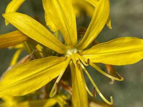 The Yellow Affodill is a species of flowering plant in the genus Junkerlilies. The yellow asphodel,formerly also called goldroot,is a species of plant from the genus of the junker lilies.