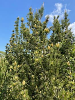 Pine,Pinus sylvestris is a conifer and is used in medicine as a medicine. Pine,Pinus sylvestris is a coniferous tree and is used in medicine as a medicinal product.