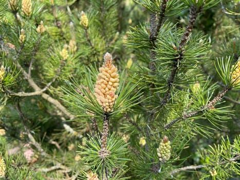 Pine,Pinus sylvestris is a conifer and is used in medicine as a medicine. Pine,Pinus sylvestris is a coniferous tree and is used in medicine as a medicinal product.