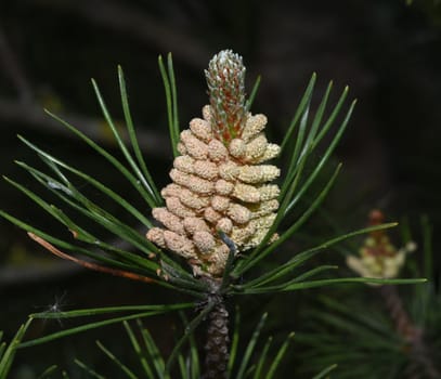Pine,Pinus sylvestris is a conifer and is used in medicine as a medicine. Pine,Pinus sylvestris is a coniferous tree and is used in medicine as a medicinal product.