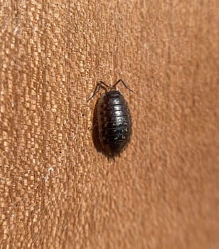 Porcellio scaber is a quite useful species of nettle,as the animals process dead plant material into humus. Woodlice,Porcellio scaber,is a very useful species of woodlice,as the animals process dead plant material into humus.