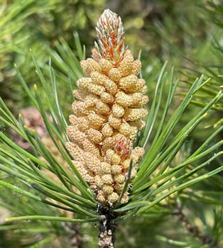 Pine,Pinus sylvestris is a conifer and is used in medicine as a medicine. Pine,Pinus sylvestris is a coniferous tree and is used in medicine as a medicinal product.