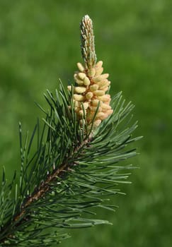 Pine,Pinus sylvestris is a conifer and is used in medicine as a medicine. Pine,Pinus sylvestris is a coniferous tree and is used in medicine as a medicinal product.