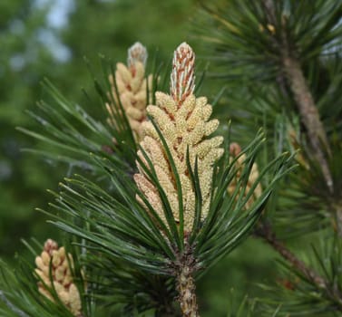 Pine,Pinus sylvestris is a conifer and is used in medicine as a medicine. Pine,Pinus sylvestris is a coniferous tree and is used in medicine as a medicinal product.