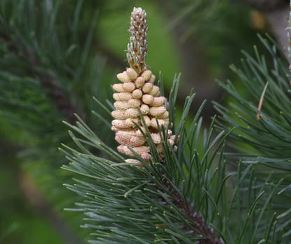Pine,Pinus sylvestris is a conifer and is used in medicine as a medicine. Pine,Pinus sylvestris is a coniferous tree and is used in medicine as a medicinal product.