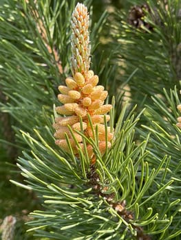 Pine,Pinus sylvestris is a conifer and is used in medicine as a medicine. Pine,Pinus sylvestris is a coniferous tree and is used in medicine as a medicinal product.