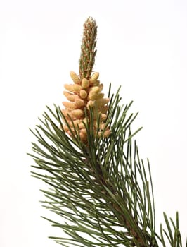 Pine,Pinus sylvestris is a conifer and is used in medicine as a medicine. Pine,Pinus sylvestris is a coniferous tree and is used in medicine as a medicinal product.