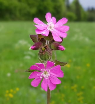 Red carnation,Silene dioica,is an important medicinal plant. Red campion,Silene dioica,is an important medicinal plant.