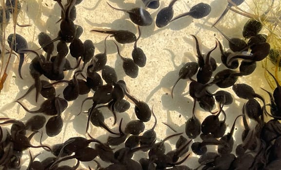 Tadpoles are post-embryonic stages of development – the larvae – of the frog. Tadpoles are postembryonic developmental stages - the larvae - of the anuran.