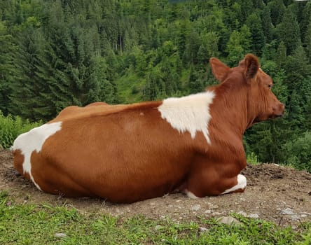 Cows are among the most widely kept livestock. Cows are among the most commonly kept livestock.