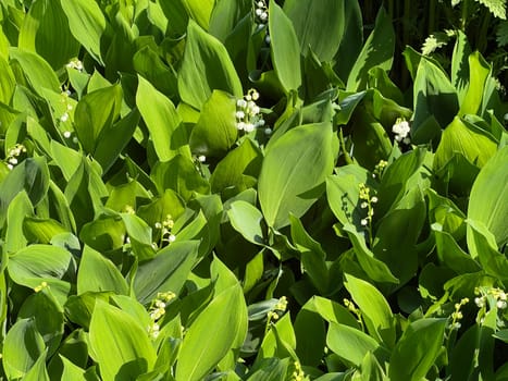 Convallaria majalis has white,blueten. It is a fragrant and poisonous plant and an important medicinal plant,Lily-of-the-valley,Convallaria majalis has white flowers. It is a scented and poisonous plant and an important medicinal plant