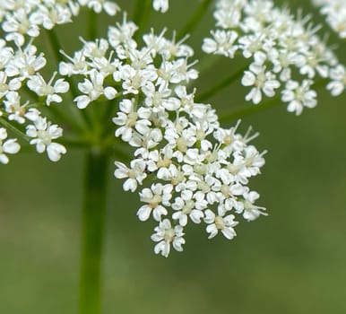 Giersch,Aegopodium podagraria,belongs to the Wildkraeutern and Wildgemuese. It is a wild plant with white flowers. It is an important medicinal plant. Giersch,Aegopodium podagraria,belongs to the wild herbs and wild vegetables. It is a wild plant with white flowers. It is an important medicinal plant.