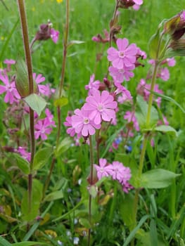 Red carnation,Silene dioica,is an important medicinal plant. Red campion,Silene dioica,is an important medicinal plant.