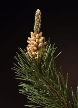 Pine,Pinus sylvestris is a conifer and is used in medicine as a medicine. Pine,Pinus sylvestris is a coniferous tree and is used in medicine as a medicinal product.
