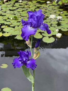 Iris,The iris is a wild flowering flower with blue flowers. The iris is a wild flower with blue flowers.