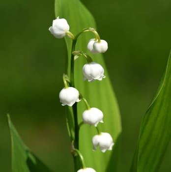 Convallaria majalis has white,blueten. It is a fragrant and poisonous plant and an important medicinal plant,Lily-of-the-valley,Convallaria majalis has white flowers. It is a scented and poisonous plant and an important medicinal plant