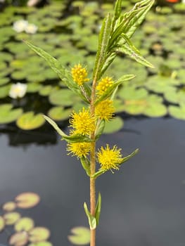 Strauss tiger,Gilbweiderich Lysimachia thyrsiflora is an aquatic plant with beautiful yellow flowers. Ostrich loosestrife Lysimachia thyrsiflora is an aquatic plant with beautiful yellow flowers.