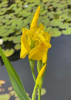 Iris pseudacorus is a water and medicinal pföanze with yellow flowers. Marsh iris,Iris pseudacorus,is an aquatic and medicinal plant with yellow flowers.