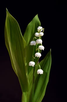 Convallaria majalis has white,blueten. It is a fragrant and poisonous plant and an important medicinal plant,Lily-of-the-valley,Convallaria majalis has white flowers. It is a scented and poisonous plant and an important medicinal plant