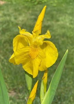 Iris pseudacorus is a water and medicinal pföanze with yellow flowers. Marsh iris,Iris pseudacorus,is an aquatic and medicinal plant with yellow flowers.
