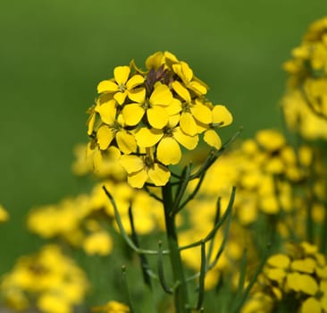 Gold lacquer,Cheiranthus,Cheiri is a medicinal plant with yellow flowers and is used in medicine as a medicine. Gold lacquer,Cheiranthus,Cheiri is a medicinal plant with yellow flowers and is used in medicine as a medicine.