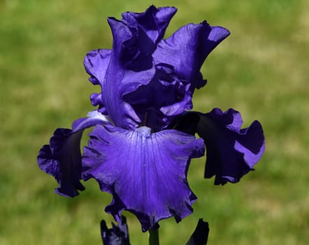 Iris,The iris is a wild flowering flower with blue flowers. The iris is a wild flower with blue flowers.
