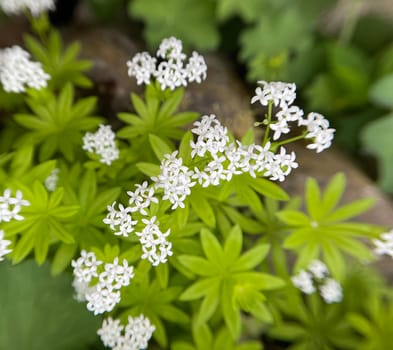 Woodruff,Galium odoratum is a spice and medicinal plant that grows in the forest. Woodruff,Galium odoratum is a spice and medicinal plant that grows in the forest