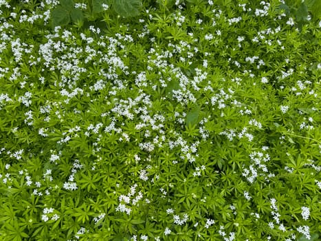 Woodruff,Galium odoratum is a spice and medicinal plant that grows in the forest. Woodruff,Galium odoratum is a spice and medicinal plant that grows in the forest