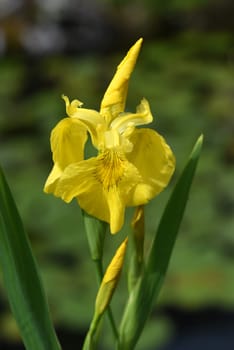 Iris pseudacorus is a water and medicinal pföanze with yellow flowers. Marsh iris,Iris pseudacorus,is an aquatic and medicinal plant with yellow flowers.