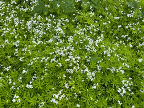 Woodruff,Galium odoratum is a spice and medicinal plant that grows in the forest. Woodruff,Galium odoratum is a spice and medicinal plant that grows in the forest