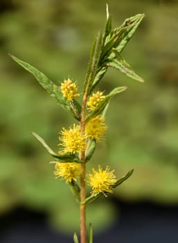 Strauss tiger,Gilbweiderich Lysimachia thyrsiflora is an aquatic plant with beautiful yellow flowers. Ostrich loosestrife Lysimachia thyrsiflora is an aquatic plant with beautiful yellow flowers.
