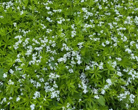 Woodruff,Galium odoratum is a spice and medicinal plant that grows in the forest. Woodruff,Galium odoratum is a spice and medicinal plant that grows in the forest