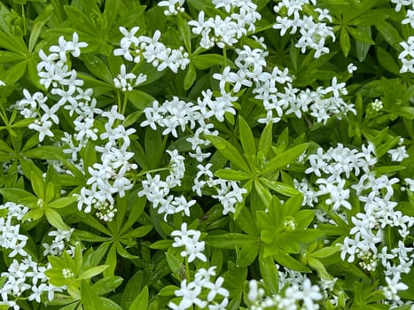 Woodruff,Galium odoratum is a spice and medicinal plant that grows in the forest. Woodruff,Galium odoratum is a spice and medicinal plant that grows in the forest