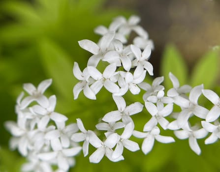 Woodruff,Galium odoratum is a spice and medicinal plant that grows in the forest. Woodruff,Galium odoratum is a spice and medicinal plant that grows in the forest