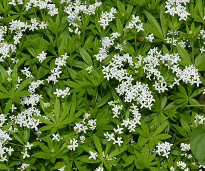 Woodruff,Galium odoratum is a spice and medicinal plant that grows in the forest. Woodruff,Galium odoratum is a spice and medicinal plant that grows in the forest