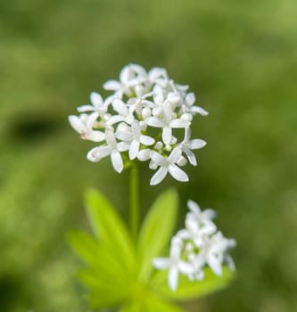 Woodruff,Galium odoratum is a spice and medicinal plant that grows in the forest. Woodruff,Galium odoratum is a spice and medicinal plant that grows in the forest